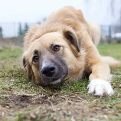 Fellkinder Mia Eibenshof